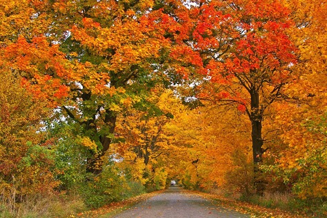 allestire vetrina e negozio per l'autunno